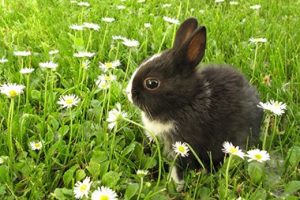 Small Rabbit in Field with Flowers