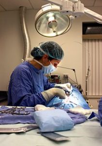 Veterinary Surgeon Performing Procedure on Pet