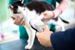 Black and white cat getting microchip checked 