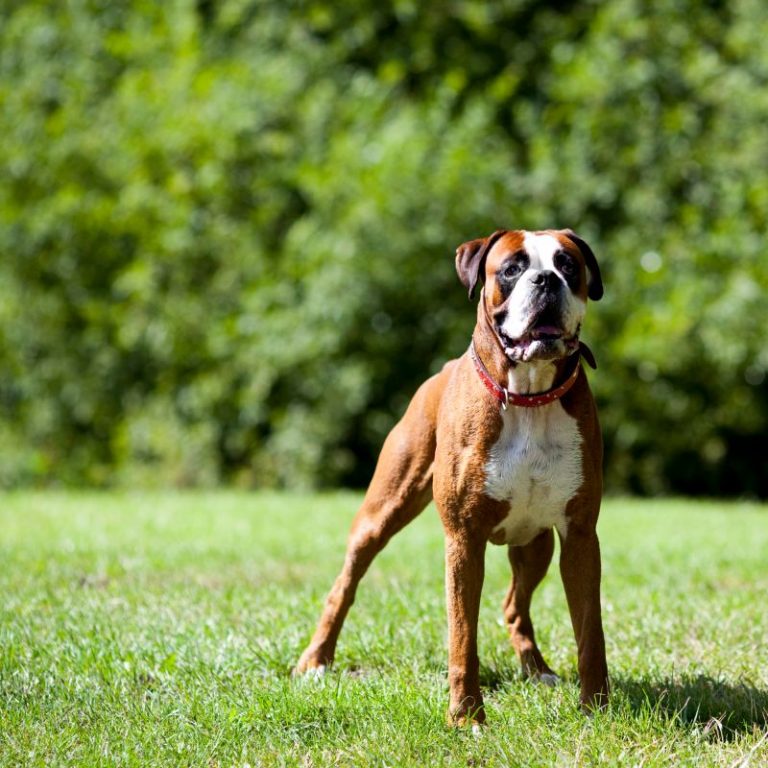 Breed Spotlight: Boxers - Cleveland, OH – West Park Animal Hospital