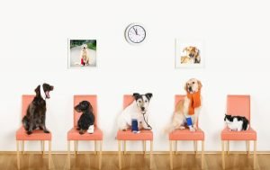 Four Dogs and One Cat Posed on Seats in Waiting Room to Veterinarian