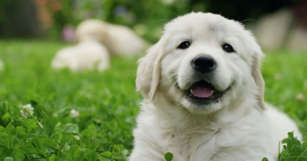 Veterinarian in Cleveland, OH – West Park Animal Hospital