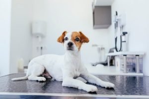 Cute tan and white dog in a vet exam room