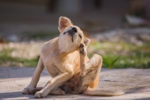 Puppy Scratches Fleas