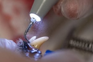 Closeup of dog's canine while receiving dental care