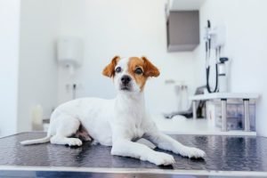 Dog At Vet’s Office