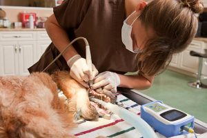 Vet giving a dog dental care