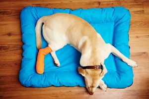 Tan dog laying on pet bed with a bandaged leg