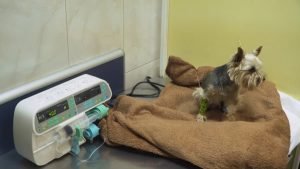 Dog with a catheter on a blanket at a vet clinic