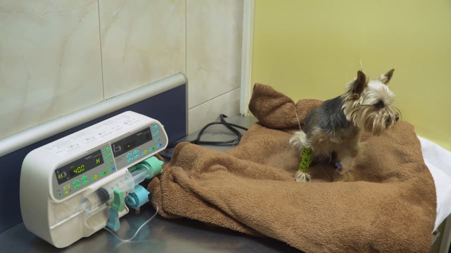 Pyometra Pet Surgery in Cleveland OH – West Park Animal Hospital