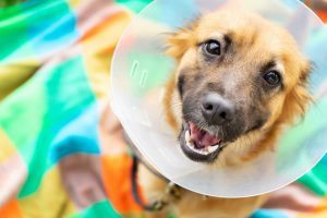 Dog with cone around its neck