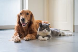 British Shorthair cat and Golden Retriever