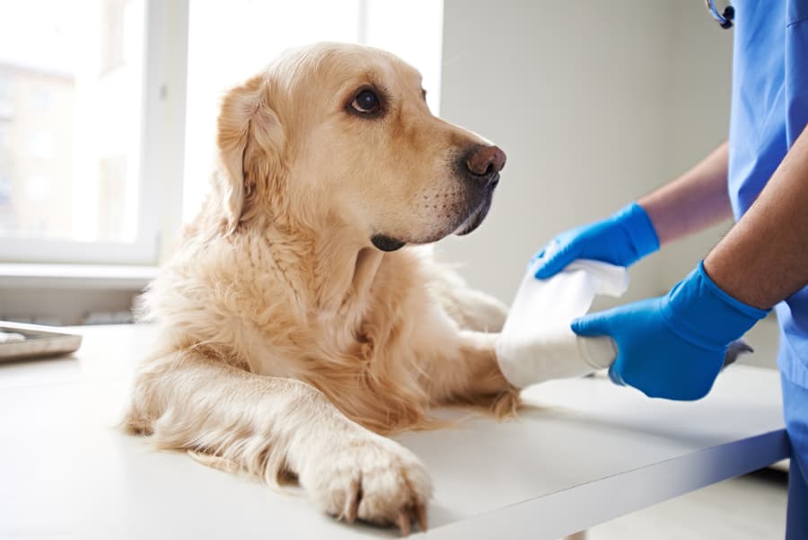 Dog With Bandaged Paw