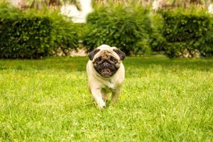 Cheerful Pug Dog Running Through The Green Grass