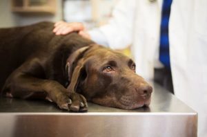 Labrador Retriever Lying Down On Veterinarian's Exam Table