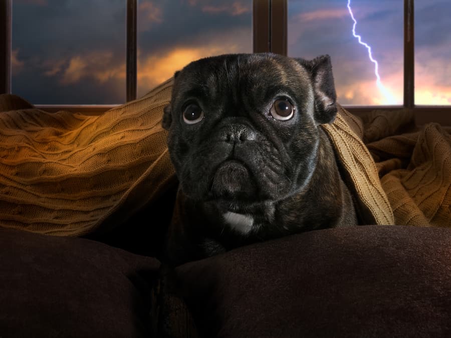 Bulldog afraid of thunderstorm hiding under blanket