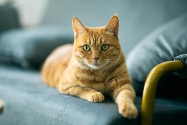 Ginger cat lying on couch