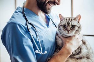Male veterinarian doctor with stethoscope holding a gray cat