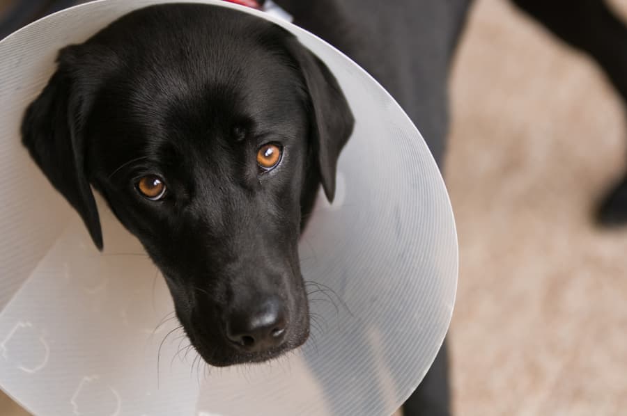 Black dog with collar after a neuter operation