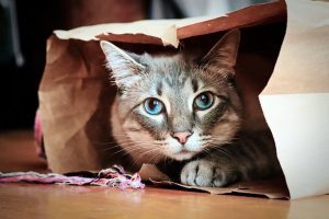 Nervous cat hiding in brown bag and poking its head out timidly 