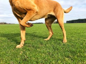 limping dog standing on grass with front leg bent, needing orthopedic services
