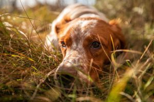Close up of dog lying in grass